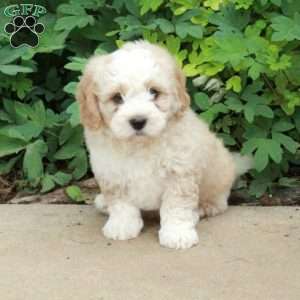 Tucker, Mini Bernedoodle Puppy