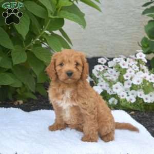 Tucker, Cavapoo Puppy