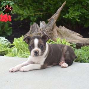 Tucker, Boston Terrier Puppy