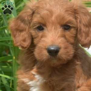 Tucker-F1bb, Mini Goldendoodle Puppy