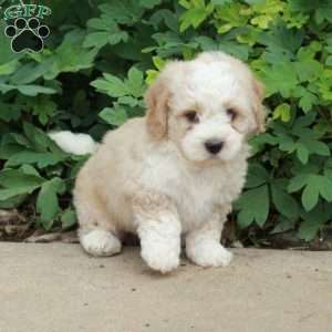Tucker, Mini Bernedoodle Puppy