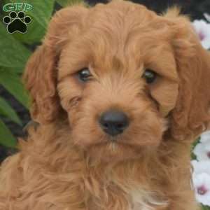 Tucker, Cavapoo Puppy