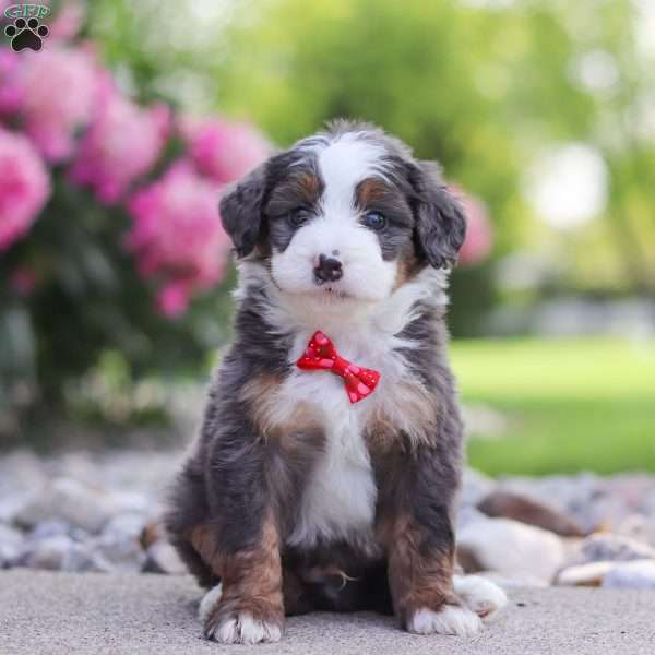 Tucker, Mini Bernedoodle Puppy