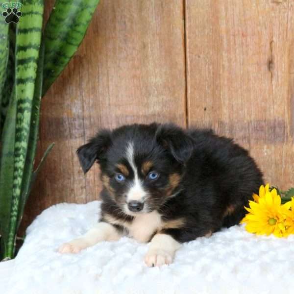 Tulip, Miniature Australian Shepherd Puppy