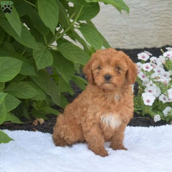 Tulip, Cavapoo Puppy