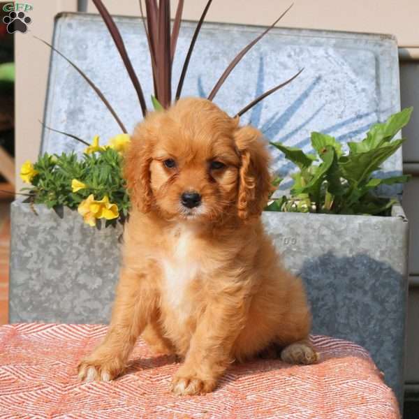 Tulip, Cavapoo Puppy