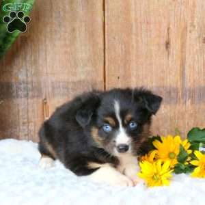 Tulip, Miniature Australian Shepherd Puppy
