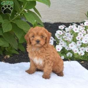 Tulip, Cavapoo Puppy