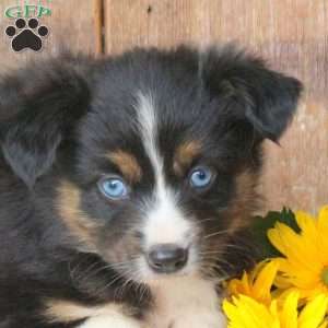 Tulip, Miniature Australian Shepherd Puppy