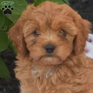 Tulip, Cavapoo Puppy
