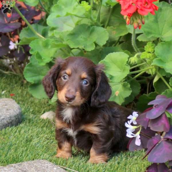 Turbo – Mini, Dachshund Puppy