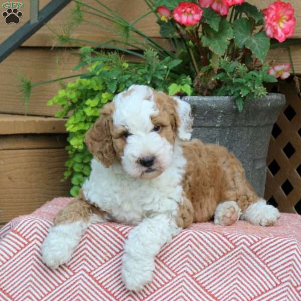 Twix, Mini Bernedoodle Puppy