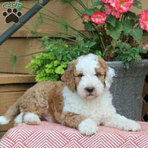 Twix, Mini Bernedoodle Puppy