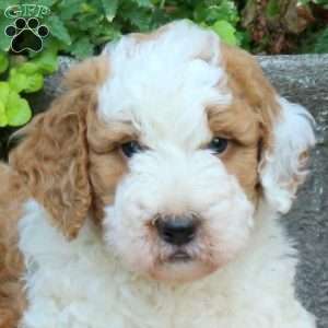 Twix, Mini Bernedoodle Puppy
