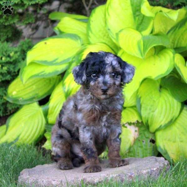 Tyler, Miniature Poodle Puppy