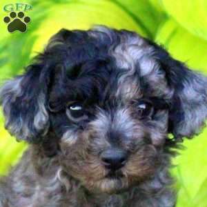 Tyler, Miniature Poodle Puppy