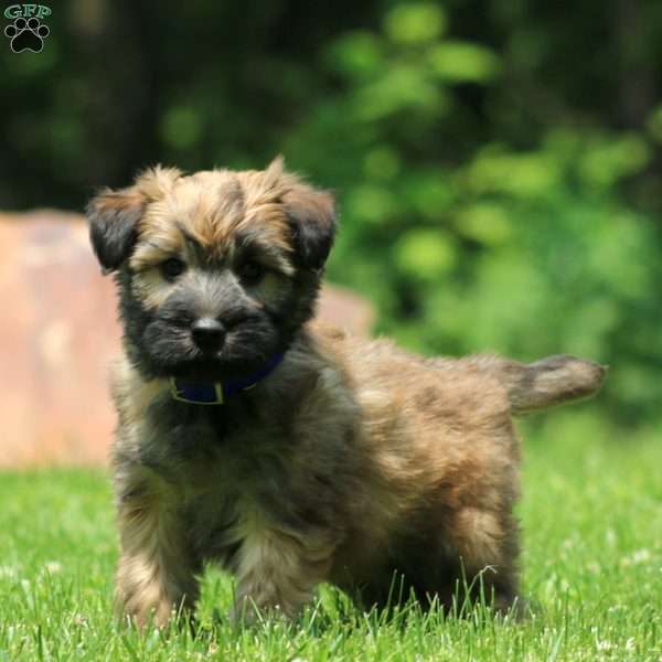 Tyler, Soft Coated Wheaten Terrier Puppy