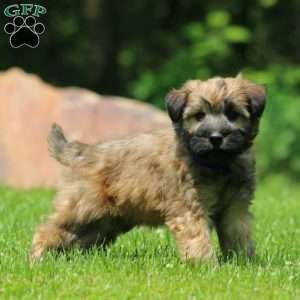 Tyler, Soft Coated Wheaten Terrier Puppy
