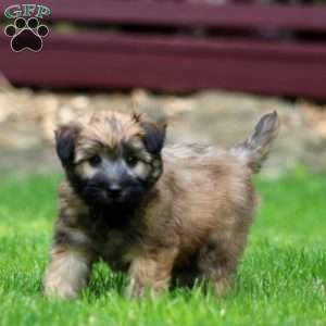 Tyler, Soft Coated Wheaten Terrier Puppy