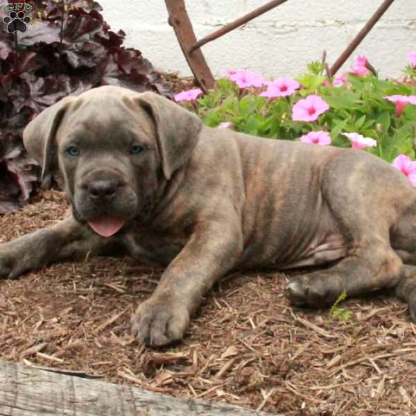 Tyson, Cane Corso Puppy
