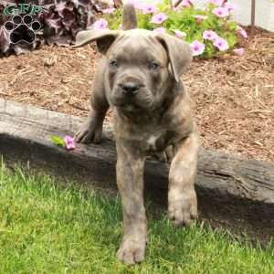 Tyson, Cane Corso Puppy