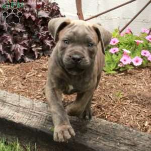 Tyson, Cane Corso Puppy