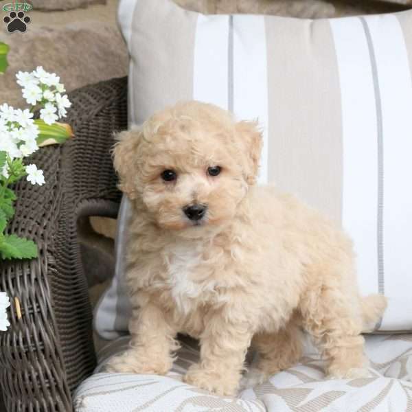 Vader, Bich-Poo Puppy