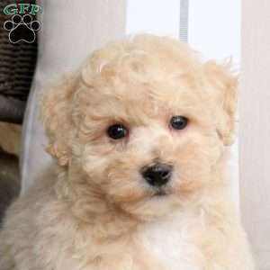 Vader, Bich-Poo Puppy