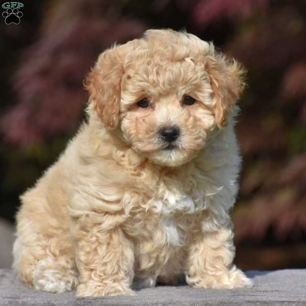 Valerie, Bich-Poo Puppy