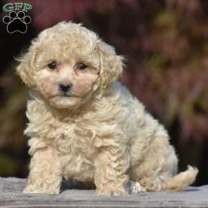 Vanessa, Bich-Poo Puppy