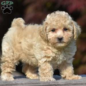 Vanessa, Bich-Poo Puppy