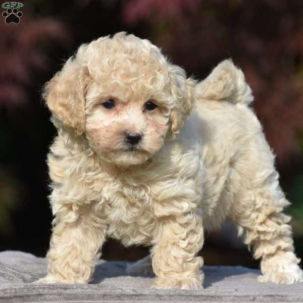 Vanessa, Bich-Poo Puppy
