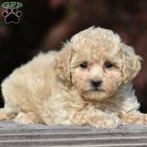 Vanessa, Bich-Poo Puppy