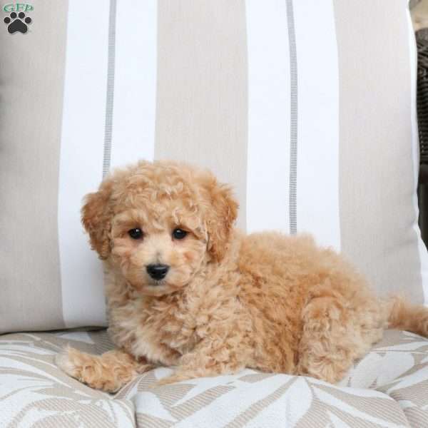 Vanilla, Bich-Poo Puppy
