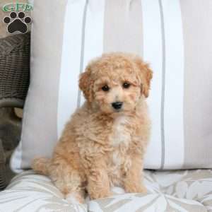 Vanilla, Bich-Poo Puppy