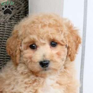 Vanilla, Bich-Poo Puppy