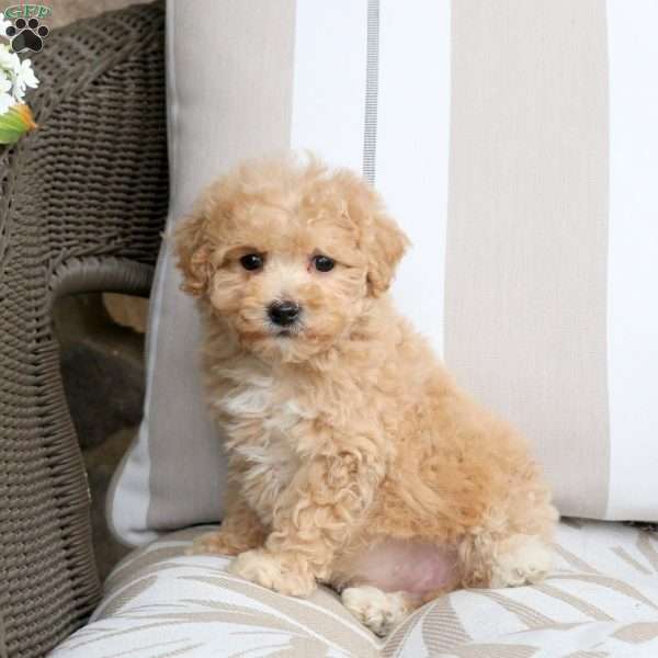 Venus, Bich-Poo Puppy