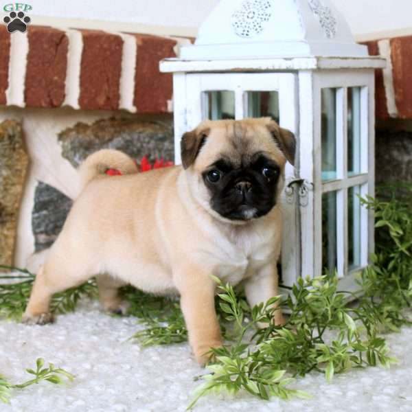 Vera, Pug Puppy