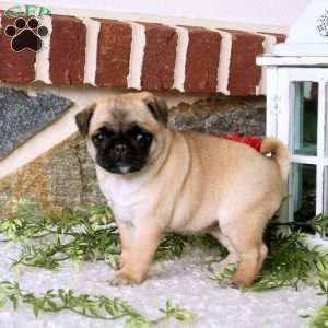 Vera, Pug Puppy