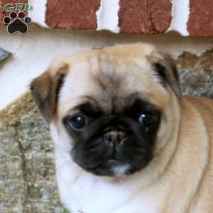 Vera, Pug Puppy