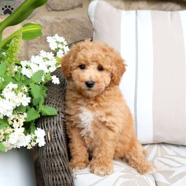 Victor, Bich-Poo Puppy