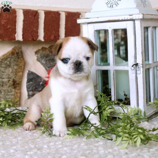 Victor, Pug Puppy