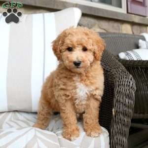 Victor, Bich-Poo Puppy