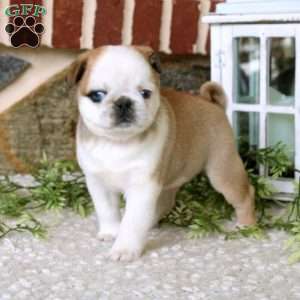 Victor, Pug Puppy