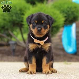 Victoria, Rottweiler Puppy