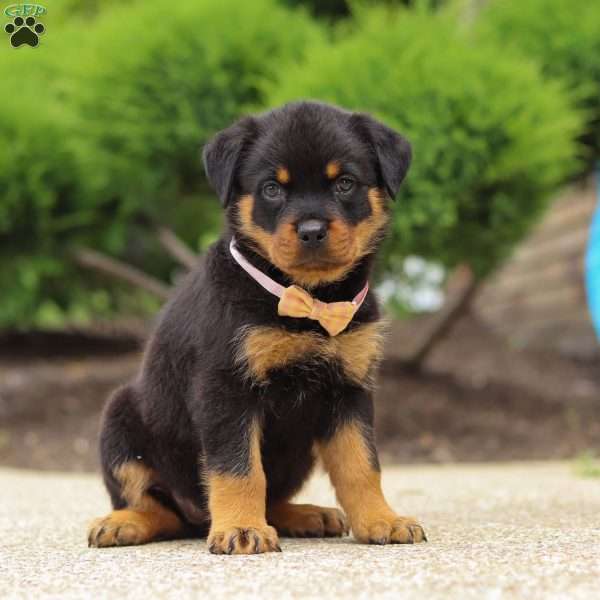 Victoria, Rottweiler Puppy