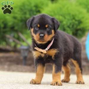 Victoria, Rottweiler Puppy