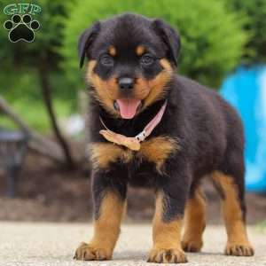 Victoria, Rottweiler Puppy