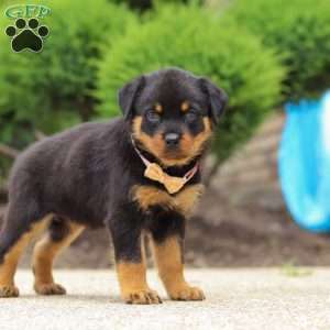 Victoria, Rottweiler Puppy