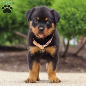 Victoria, Rottweiler Puppy